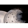 Meinl Cymbals PAC20ETHC - Talerz perkusyjny typu Crash 20" Pure Alloy Custom Extra Thin Hammered - 5 - Crash - Meinl Cymbals PAC